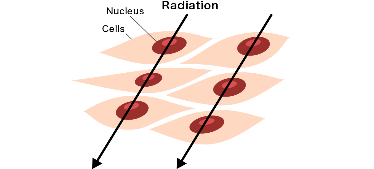 Radiation damages this DNA.