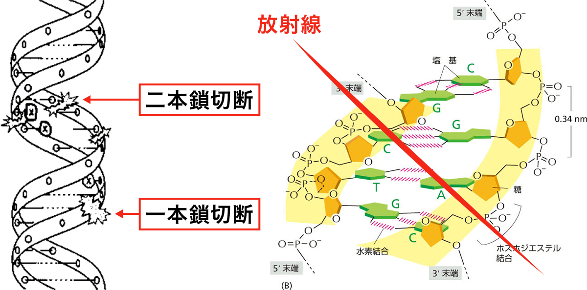 放射線によるDNAの一本鎖切断と二本鎖切断