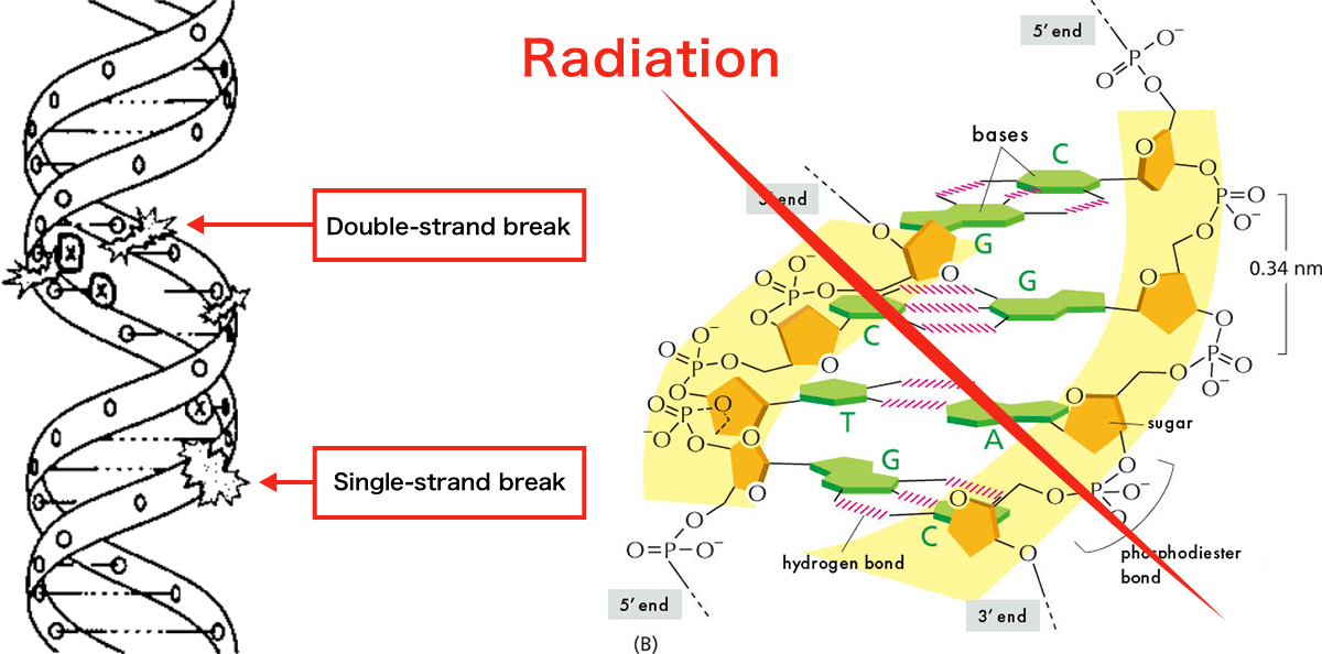 Depending on how the radiation hits the DNA, both strands may be broken (a double-strand break) or only one strand may be broken (a single-strand break).