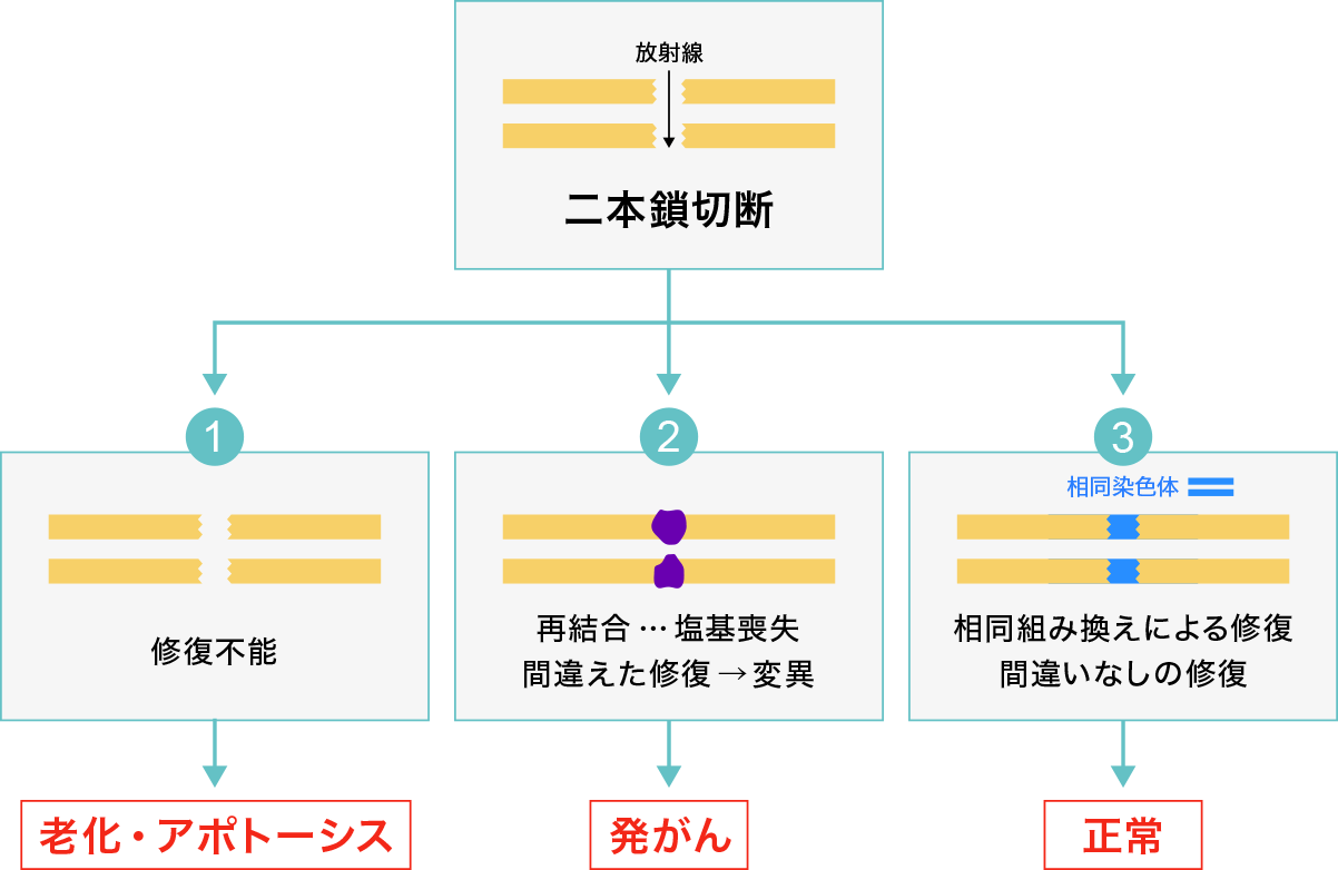 二本鎖切断の場合のDNAの運命