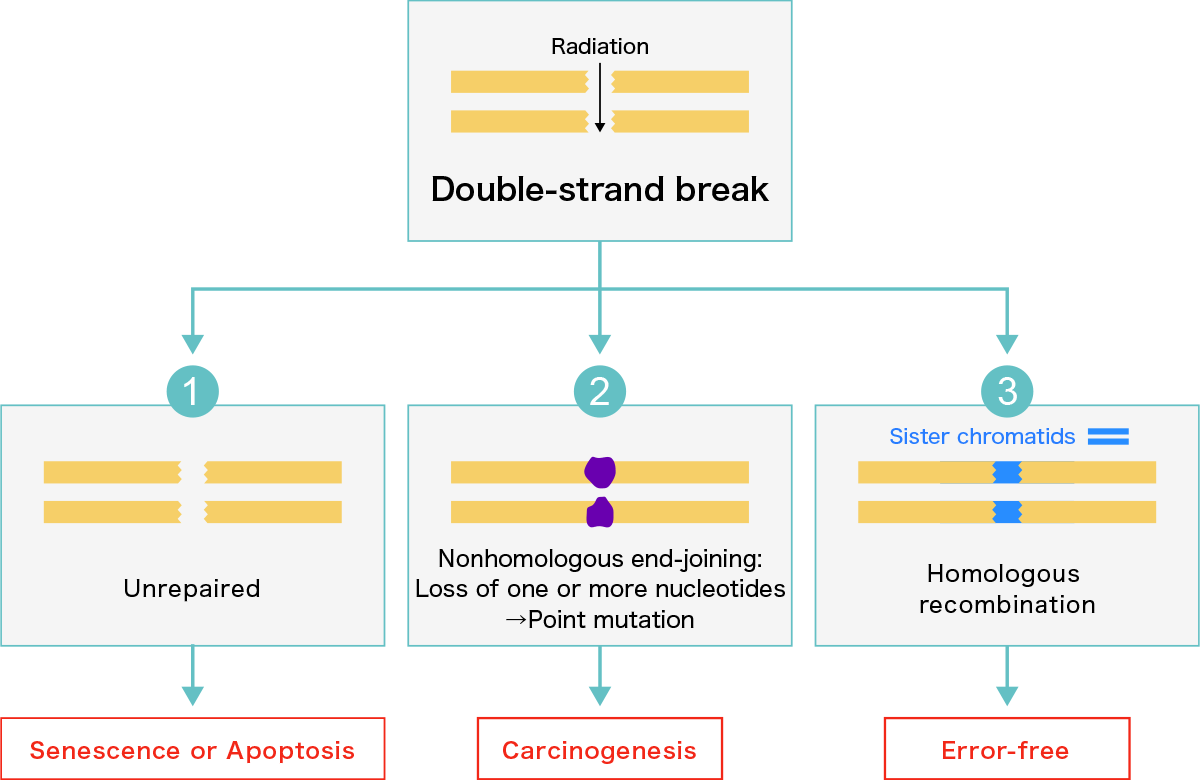 The fate of double-strand breaks