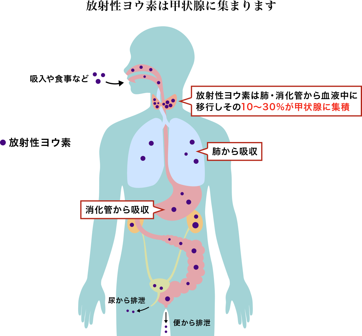 放射性ヨウ素は甲状腺に集まります